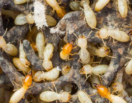 professional termite control